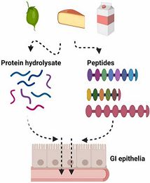 Oral bioavailability of protein hydrolysates derived from food sources